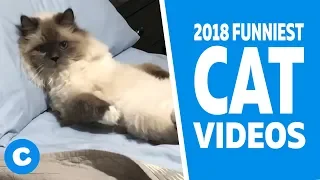 Funny Cat Videos 2018