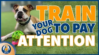 How To Get Your Dog To Listen Outside Off Leash (Step By Step Guide)