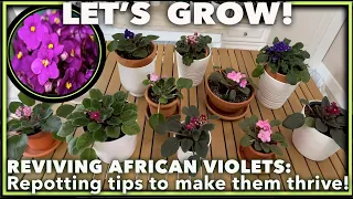 REPOTTING & REVIVING YOUR AFRICAN VIOLETS: Step-by-Step Guide for Beginners