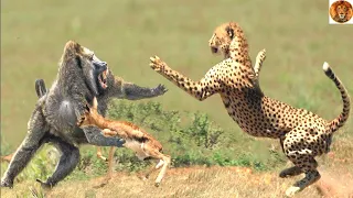 OMG Amazing Baboon save the gazelle from the leopard