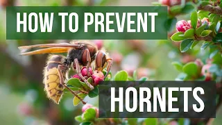 How to Get Rid of and Prevent Hornets (Asian Murder Hornets & More)