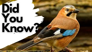 Things you need to know about JAYS!