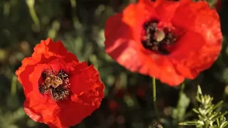 Discovering France's most beautiful gardens • FRANCE 24 English