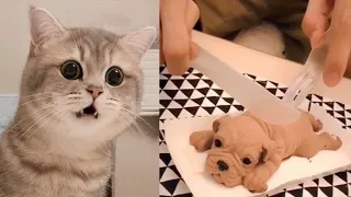 Cat Reaction to Cutting Cake - Funny Dog Cake Reaction Compilation | Pets Kingdom | #babycat #animal