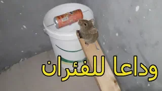 Best Mouse Trap Ever, How To Make Bucket Mouse Trap