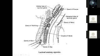 Anatomy Of The Eye and Adnexa 2