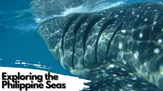 Swimming With Whale Sharks & MILLIONS of Sardines in the Philippines!