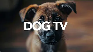 20 Hours of TV for Dogs | Exciting Video for Dogs to Watch