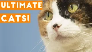 Try Not to Laugh Ultimate Cat and Kitten Compilation 2018 | Funny Pet Videos