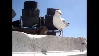 Seagull and her chicks in Rome / Чайка и ее птенцы в Риме