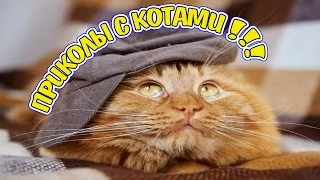 Приколы с котами - ТОПовая подборка! Funny with cats - a selection of top-end!