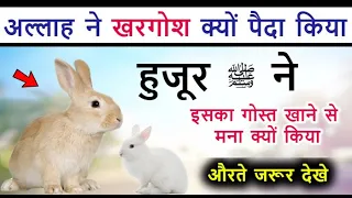 अल्लाह ने खरगोश को कब व क्यों पैदा फरमाया // Hazoor A.S Ny Iska Gost Khane Sy Kyon Araz Farmaya