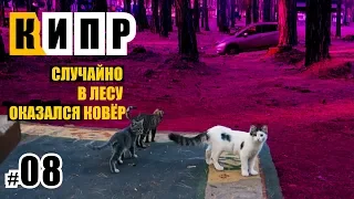 Кипр | Лимассол | Ночевка в лесу | Уютный кемпинг в сосновом лесу | Котики | Жизнь ЯрЧе