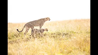 Lightroom Tutorial | High Key Wildlife Photography | Cheetah | Masai Mara | CM Travels