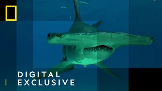 Sharks 101 | Sharkfest | National Geographic Wild UK