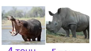Бегемот против носорога