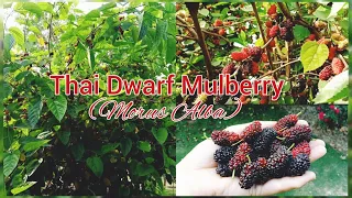 Thai Dwarf Mulberry (Hybrid Variety) - My Garden Plants in Lahore, Pakistan