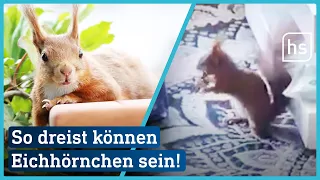 Lustiges aus Hessen: Mutige Eichhörnchen | hessenschau