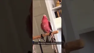 BIRD SCREAM