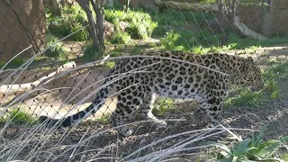 Leopard San Diego Zoo