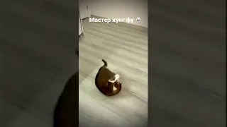 Мастер кунг фу Сакамусиро😂