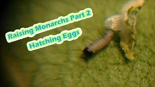 Raising Monarchs Part 2 - Hatching Eggs (How To Hatch Monarch Eggs)