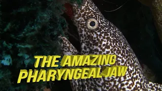 The Moray Eels Pharyngeal Jaw - Exclusive Underwater Video Footage by Liquid Motion®l