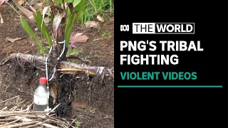 Dozens killed in tribal fighting in Papua New Guinea | The World