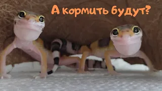 Кормление маленьких эублефаров