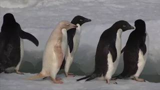 Adelie Penguins in Antarctica (2014)