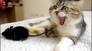 Cat Vs  Mouse - Cat Spooked, Then Befriends a Robot Mouse