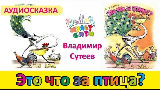 Это что за птица? / Владимир Сутеев / Видеокнига / Аудиосказка для детей / Смотреть сказки