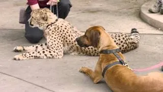 Cheetah Run with Ruuxa @ San Diego Zoo Safari Park