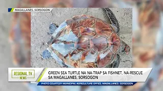 Regional TV News: Green Sea Turtle, Na-Rescue