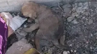The Little Puppy Was Abandoned in Front of The House With a Bad Condition