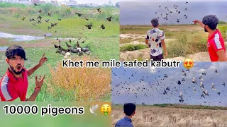 10 hazar 🕊 kabutar mile 🤑 !! Try to catch white pigeon from ten thousand pigeons 😍🌾