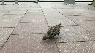 Starling imitating sounds