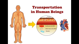 Transportation in Human Beings