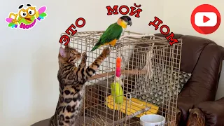 Funny adventures of Leopold the Cat: How he drove out the parrots. Кот Леопольд. выгонял попугаев