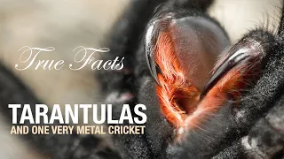 True Facts: Tarantulas