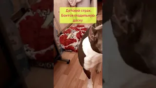 Амстафф 1 год | Страхи | Стаффорд | Amstaff one year | Staffy