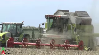 Claas Commandor 228 -- Die Legende im Einsatz ! [Sound]