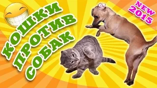 Кошки против собак ● Приколы с животными 2015 ● Cats and Dogs ● Finny vine compilation 2015