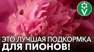 У ВАС БУДУТ САМЫЕ КРАСИВЫЕ ПИОНЫ, ЕСЛИ вы используете ЭТИ подкормки!