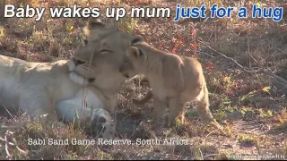 cute lion cub wakes up mama