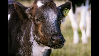 Cows being cows. calming music with relaxing cows