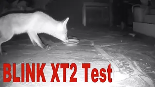 Fuchs ❤ Blink XT2 | Test in der Nacht