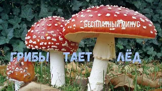 #Грибы - Тает Лёд (минус - SMI production)