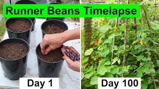 Growing Runner Bean Plants in the Garden - 117 Day Timelapse