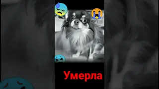 Миша умерла 😭